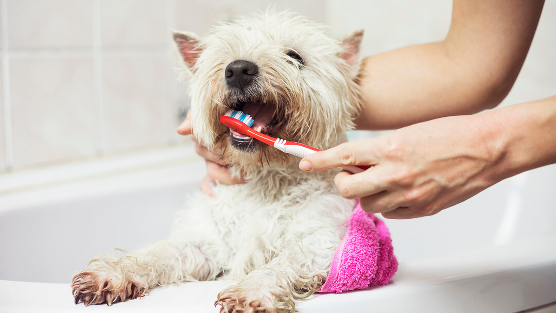 Zähneputzen beim Hund Anleitung PURINA